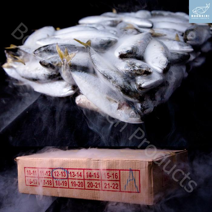 ปลาทูมาเลเซีย, ปลาทูจีน